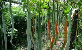 娱乐吃瓜酱竹子的生长速度,吃瓜酱竹子成焦点