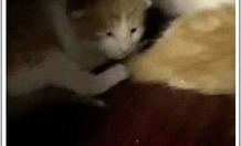 娱乐吃瓜酱小动物视频大全,趣味十足！小动物吃瓜视频大盘点