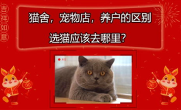 猫舍和宠物店区别,揭秘两者差异与选择指南