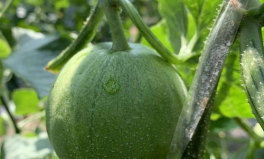 娱乐吃瓜的封面怎么做的,创意与技巧的完美融合