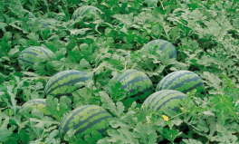 娱乐吃瓜君大丽花