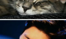娱乐圈猫猫吃瓜图片,萌态十足揭秘明星幕后趣闻