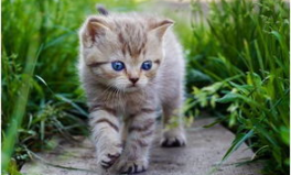 娱乐吃瓜酱找猫,猫咪界的“网红”诞生记